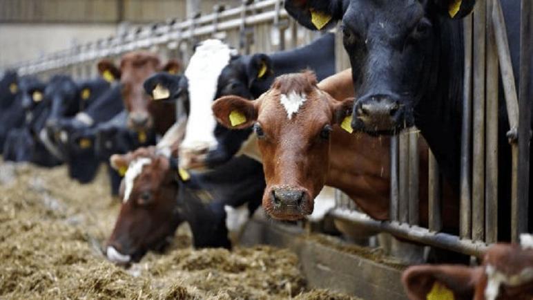 أسعار اللحوم الحمراء مرشحة للانخفاض بسبب أبقار البرازيل والأورغواي
