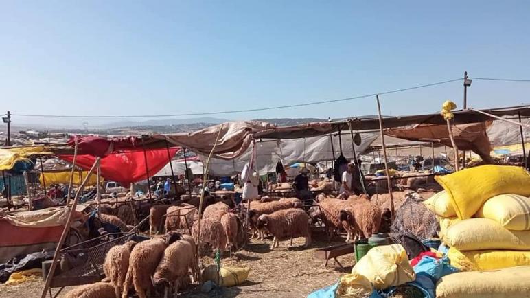 جمعية تحذر من أن يمر سوق الماشية بطنجة من مشاكل السنة الماضية