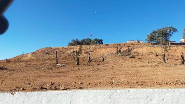 التكتل الحقوقي بأسفي يستنكر عملية اجتثات أشجار بمنطقة سيدي بوزيد ويعتبرها جريمة بيئية تستدعي المساءلة والمحاسبة